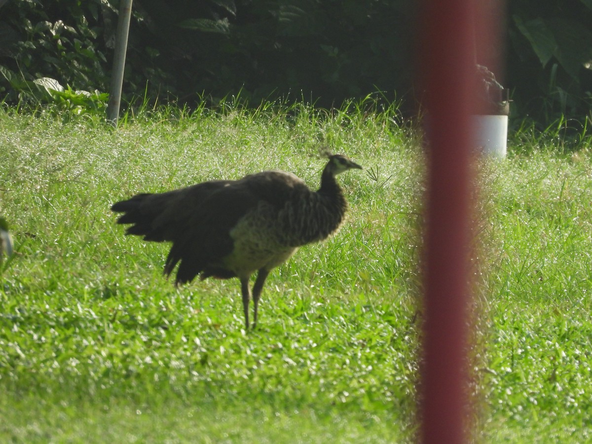 Indian Peafowl - Hakimuddin F Saify