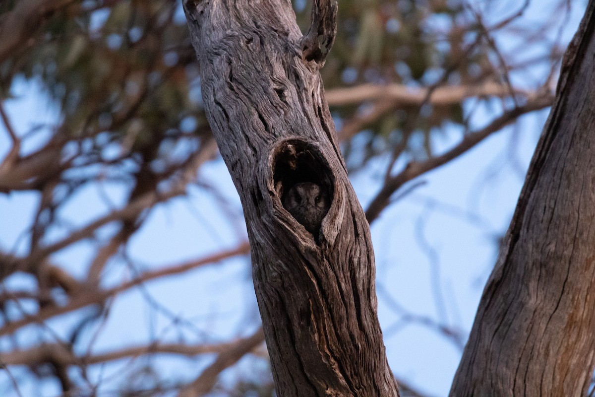 Australian Owlet-nightjar - ML509504351