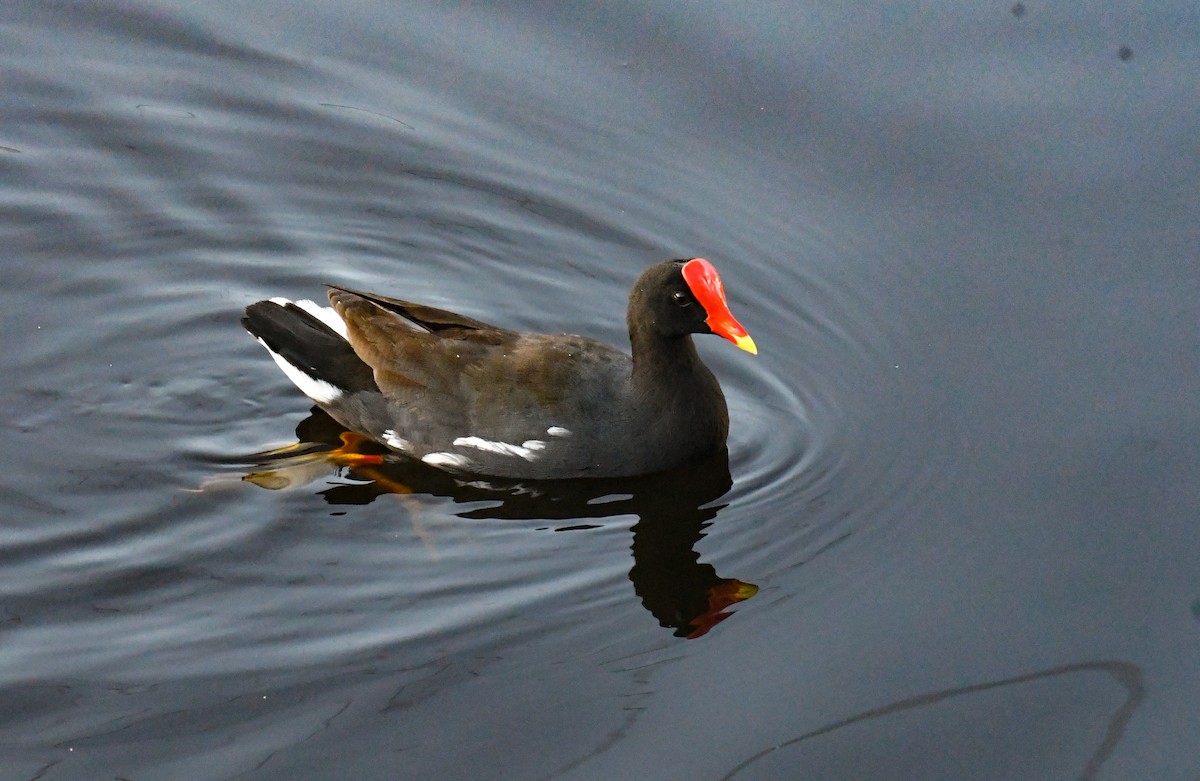 Common Gallinule (Hawaiian) - ML509505341