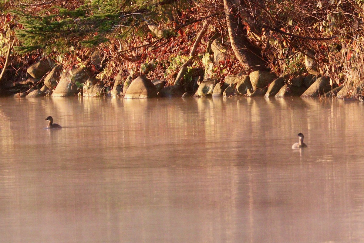 Pied-billed Grebe - ML509505351