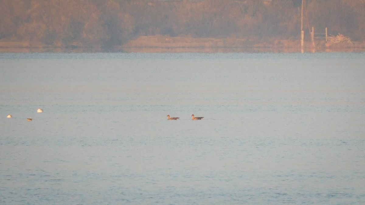 Тундрын буурал галуу - ML509505521