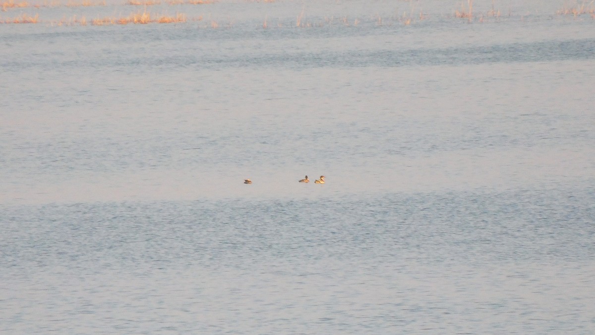 Сэвгэр бохио - ML509505541