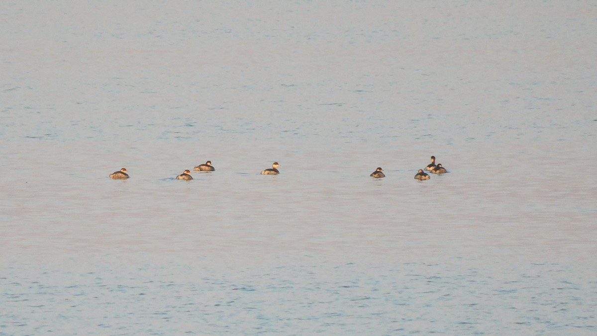 Халтар шунгуур - ML509505561