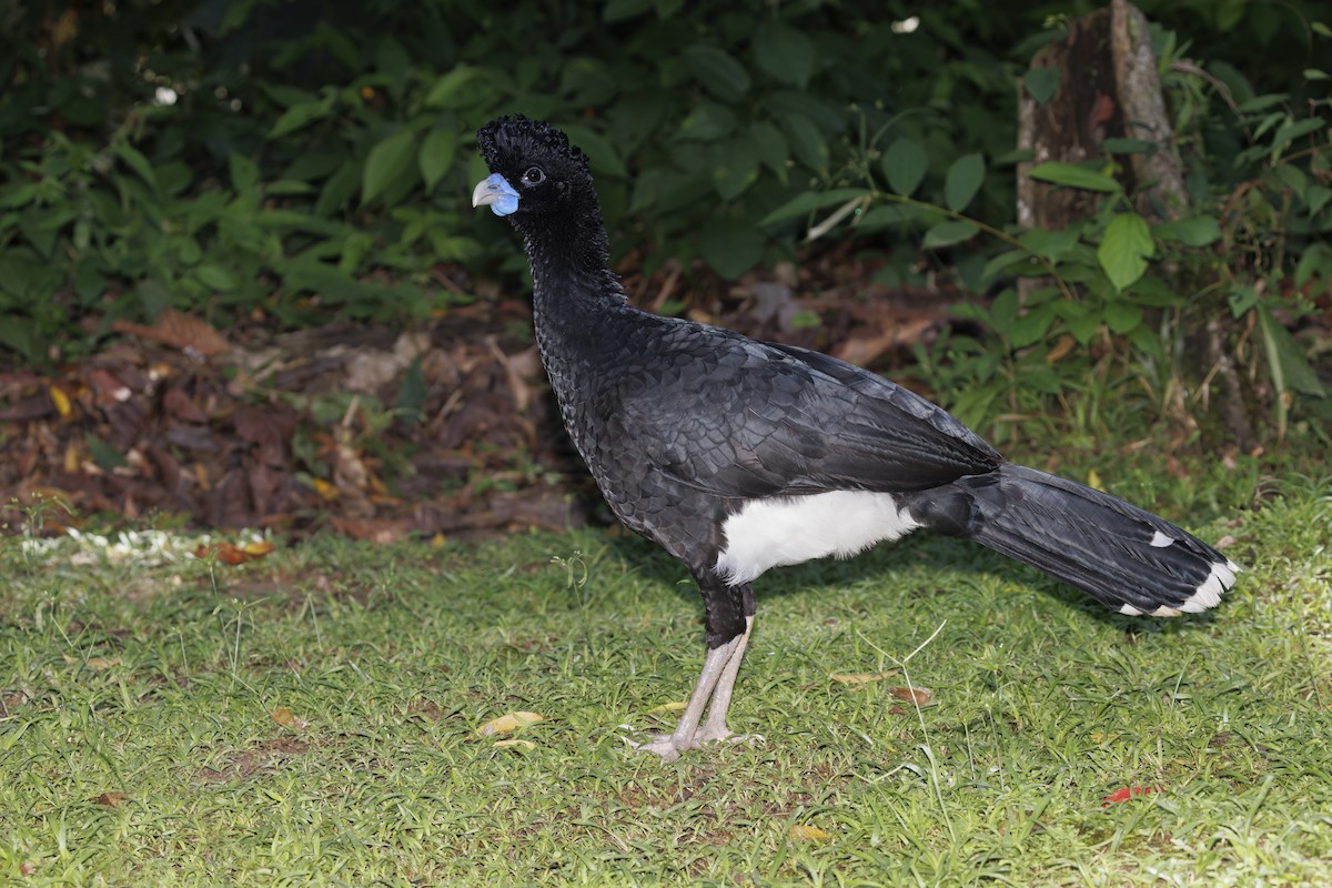 Blue-billed Curassow - Marco Valentini