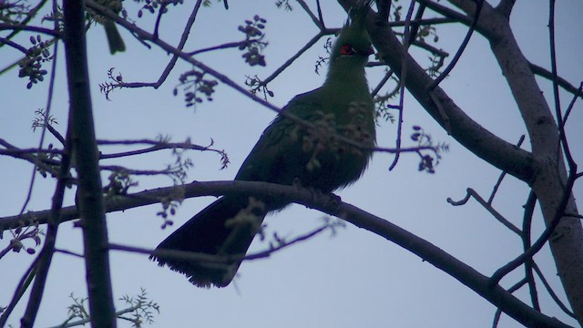 Turaco de Schalow - ML509507331