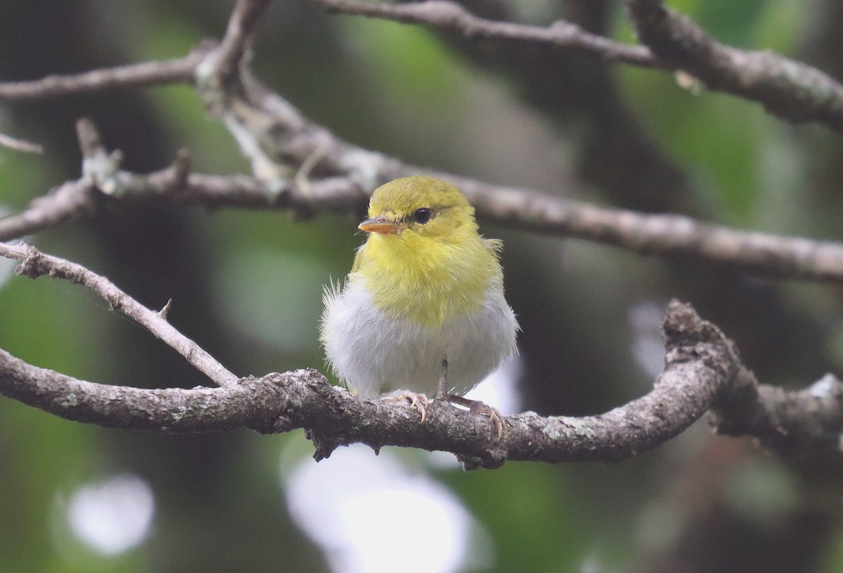 Laura's Woodland-Warbler - Wayne Paes