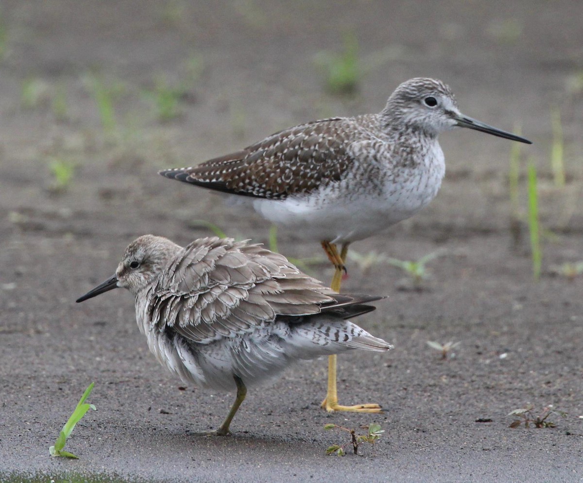 Red Knot - ML509507721