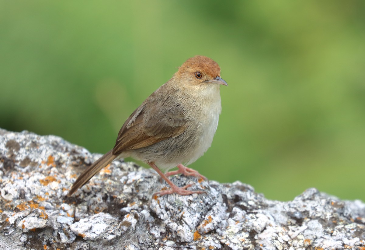 Huambo Cisticola - Wayne Paes