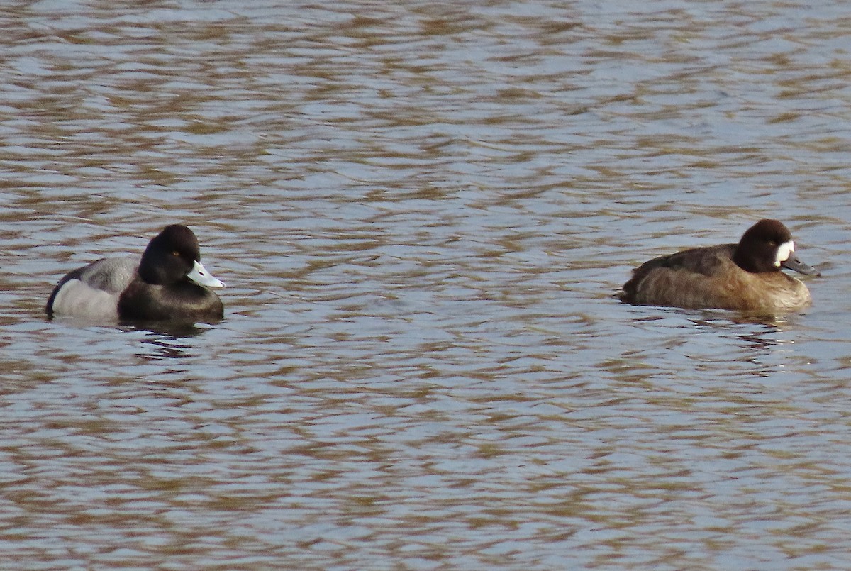 Lesser Scaup - ML509508311