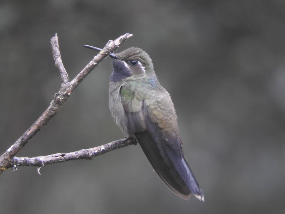 Blue-throated Mountain-gem - Luis  Morales