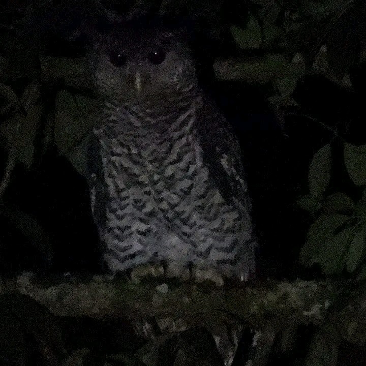 Spot-bellied Eagle-Owl - Vikas Mane