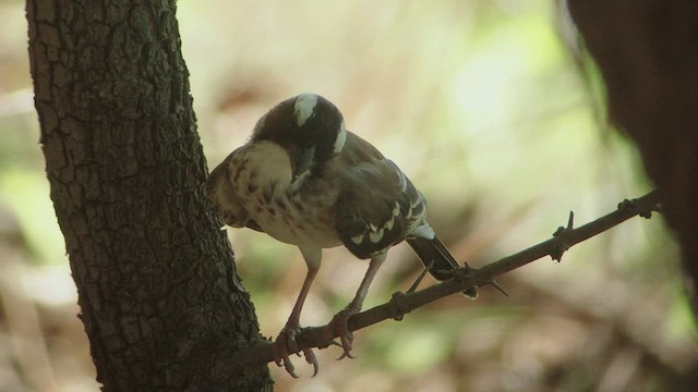 White-browed Sparrow-Weaver - ML509508901