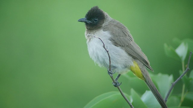 Bulbul Naranjero (grupo tricolor) - ML509509151