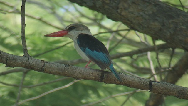 Brown-hooded Kingfisher - ML509509231