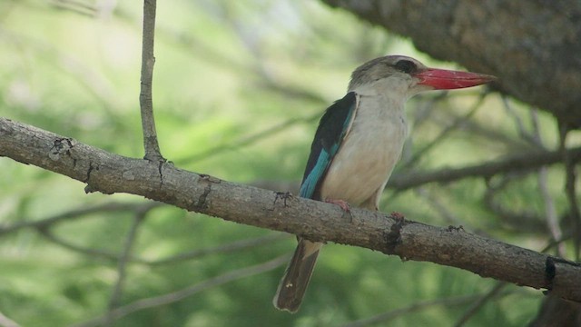 Brown-hooded Kingfisher - ML509509281