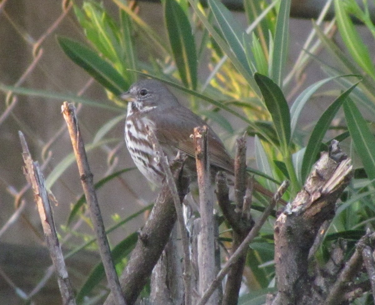 Fox Sparrow (Slate-colored) - ML50950941
