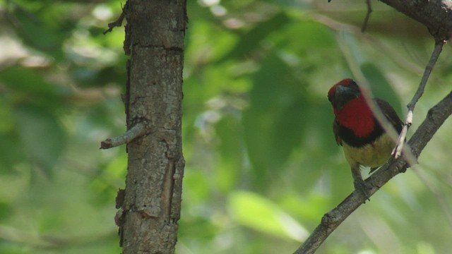 Kara Kolyeli Barbet - ML509509421