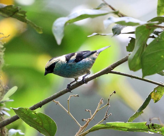 Metallic-green Tanager - ML50951001