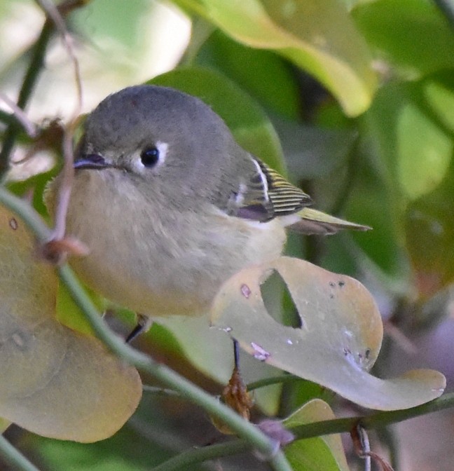 Ruby-crowned Kinglet - ML509510181