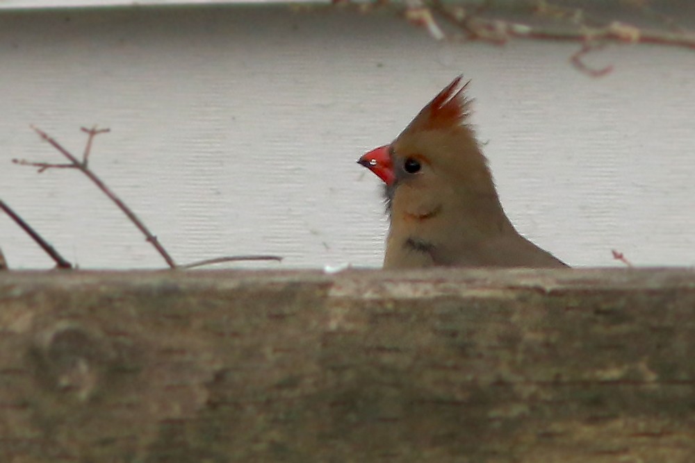 Northern Cardinal - Jared Clarke