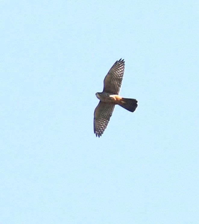 New Zealand Falcon - ML509514811