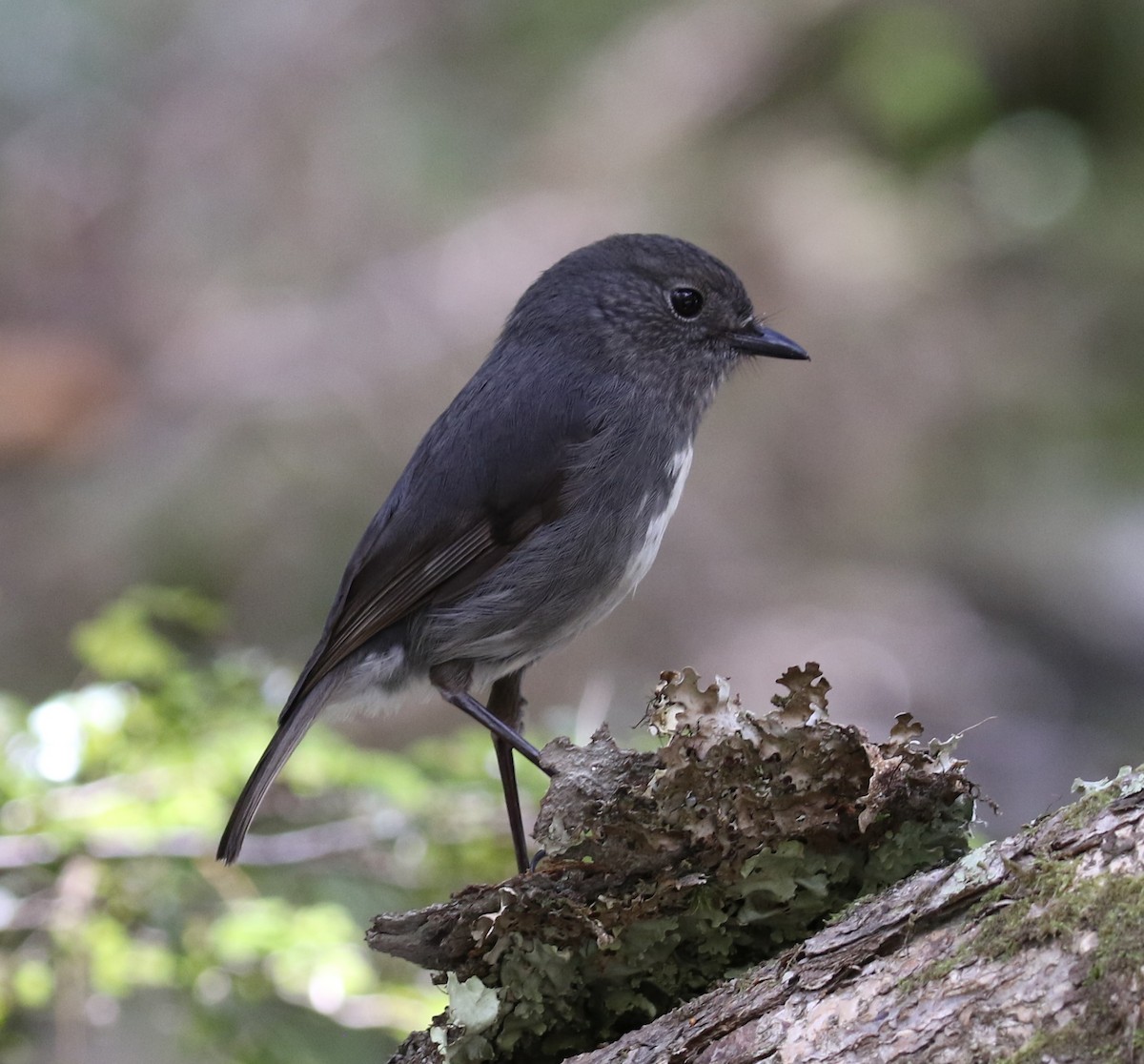 South Island Robin - ML509514861