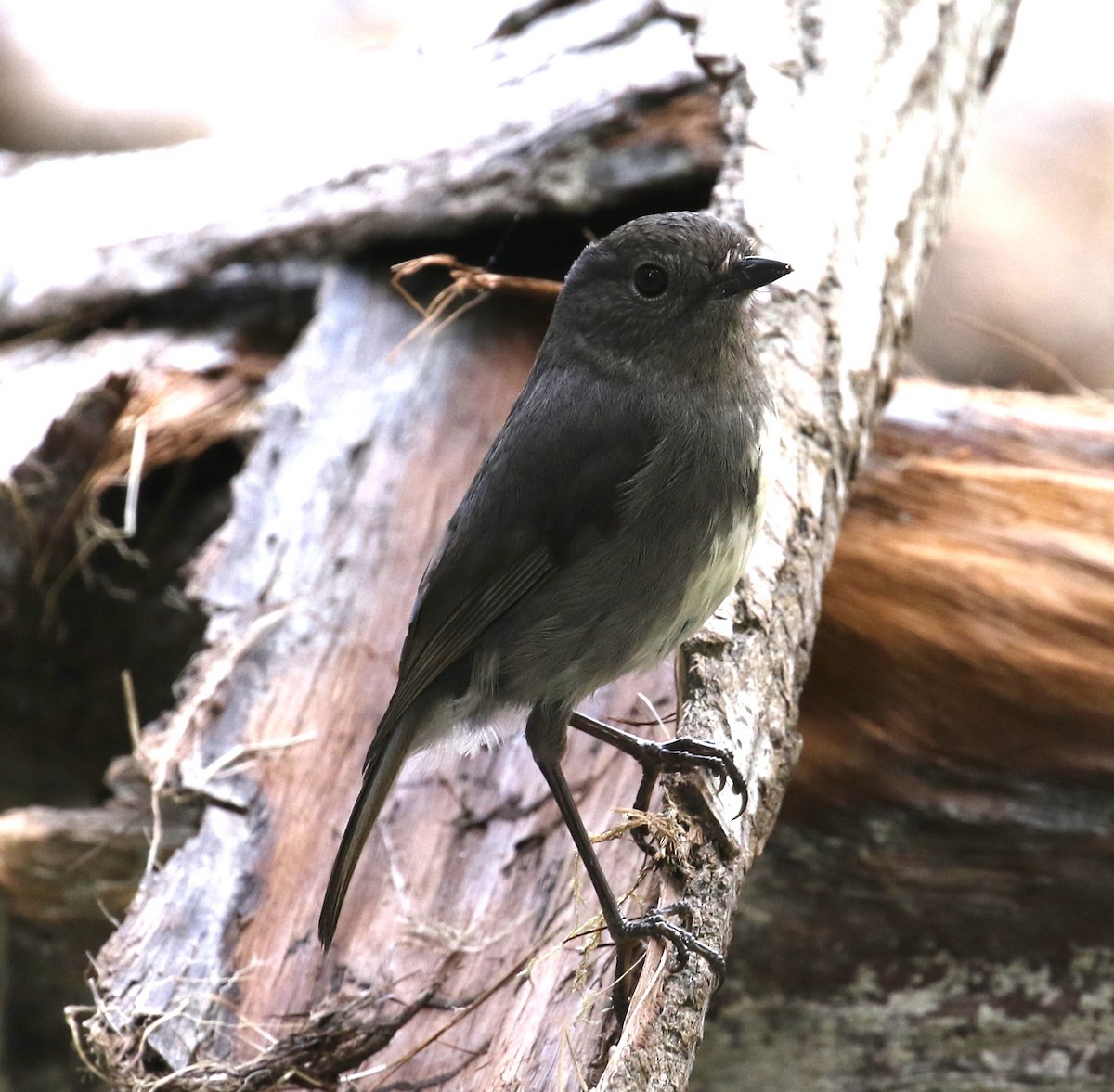 South Island Robin - ML509514871