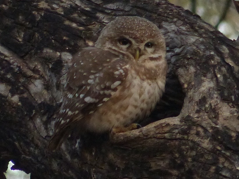 Spotted Owlet - ML50951491