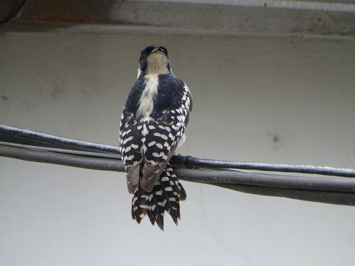 White-fronted Woodpecker - Mirian Del Río