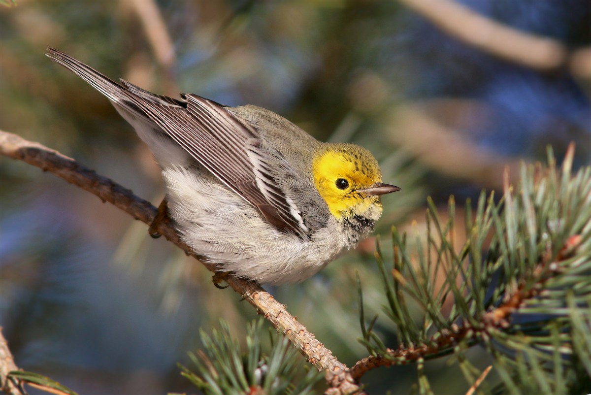 Hermit Warbler - ML509514941