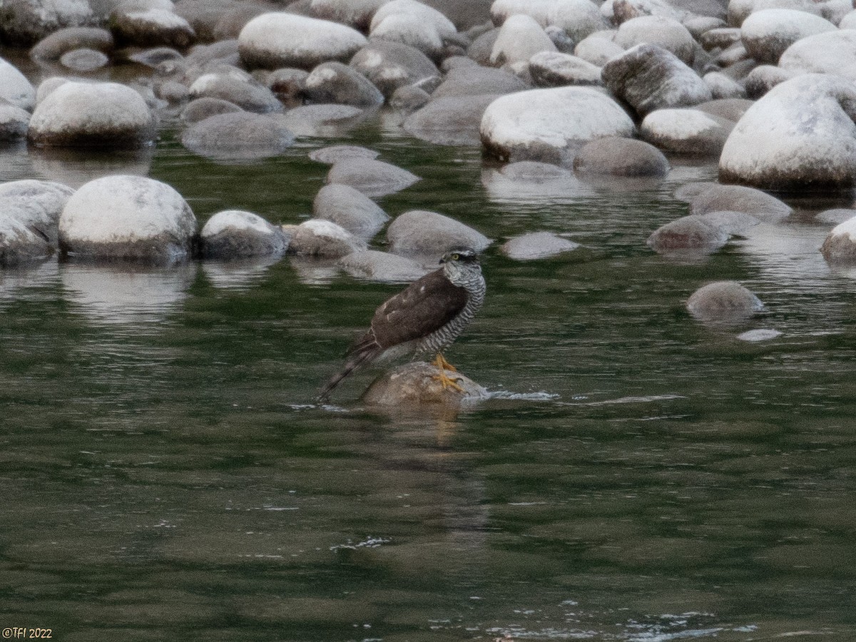 Eurasian Sparrowhawk - ML509515371