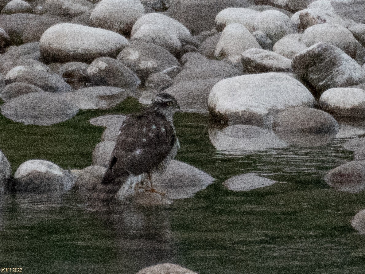 Eurasian Sparrowhawk - ML509515471