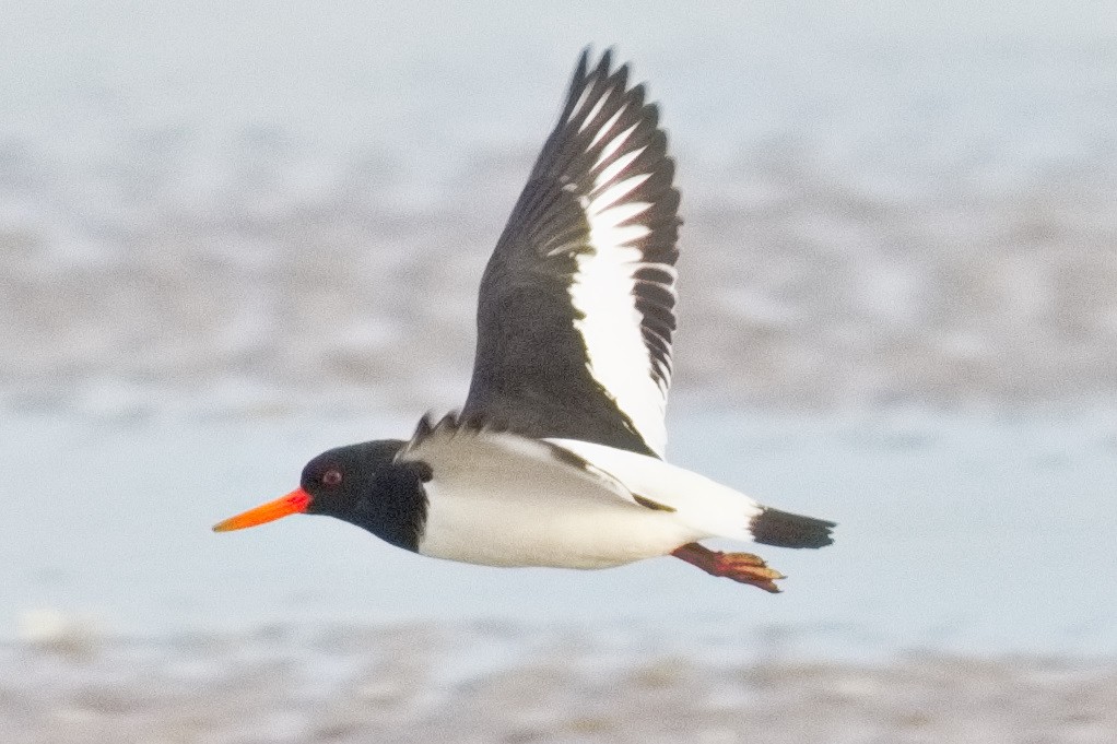 Eurasian Oystercatcher - Bruce Kerr