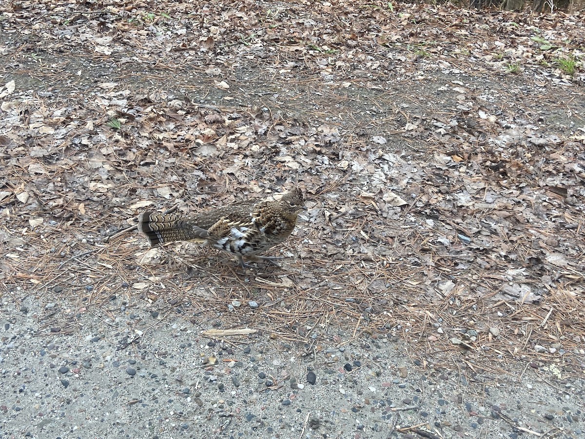 Ruffed Grouse - Zac Cota