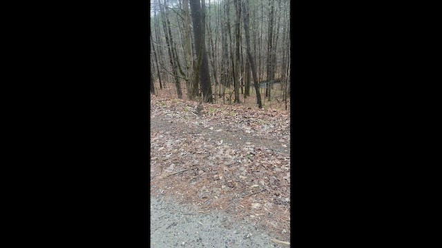 Ruffed Grouse - ML509516621