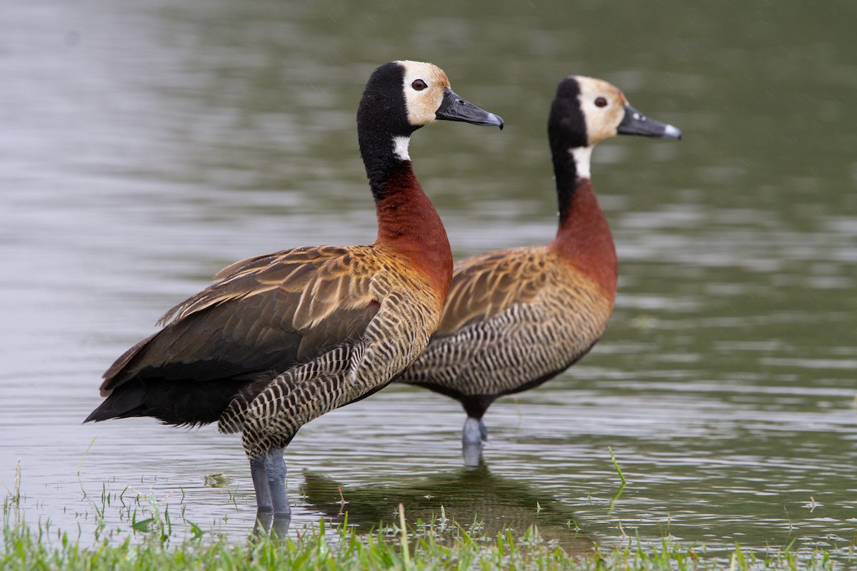 White-faced Whistling-Duck - ML509516731