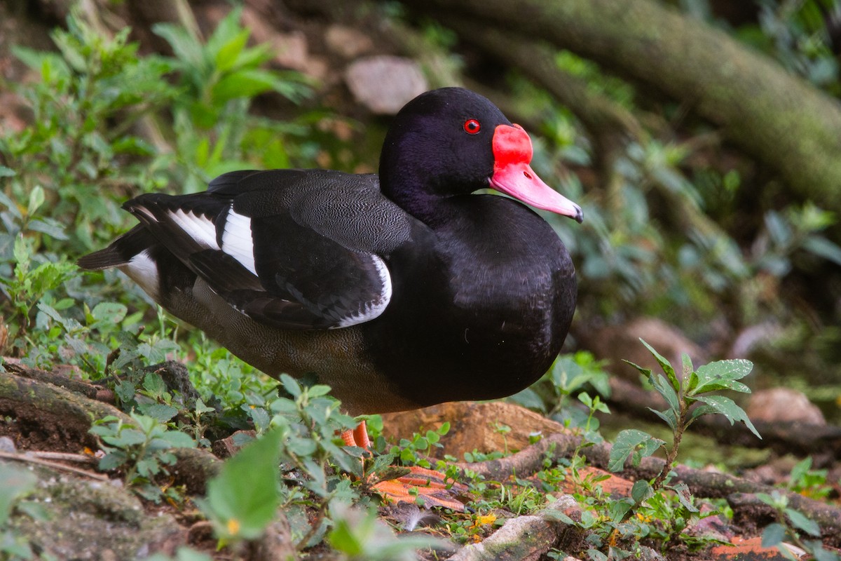 Rosy-billed Pochard - ML509516871