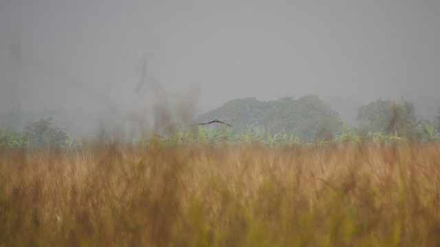 Pied Harrier - ML509516991