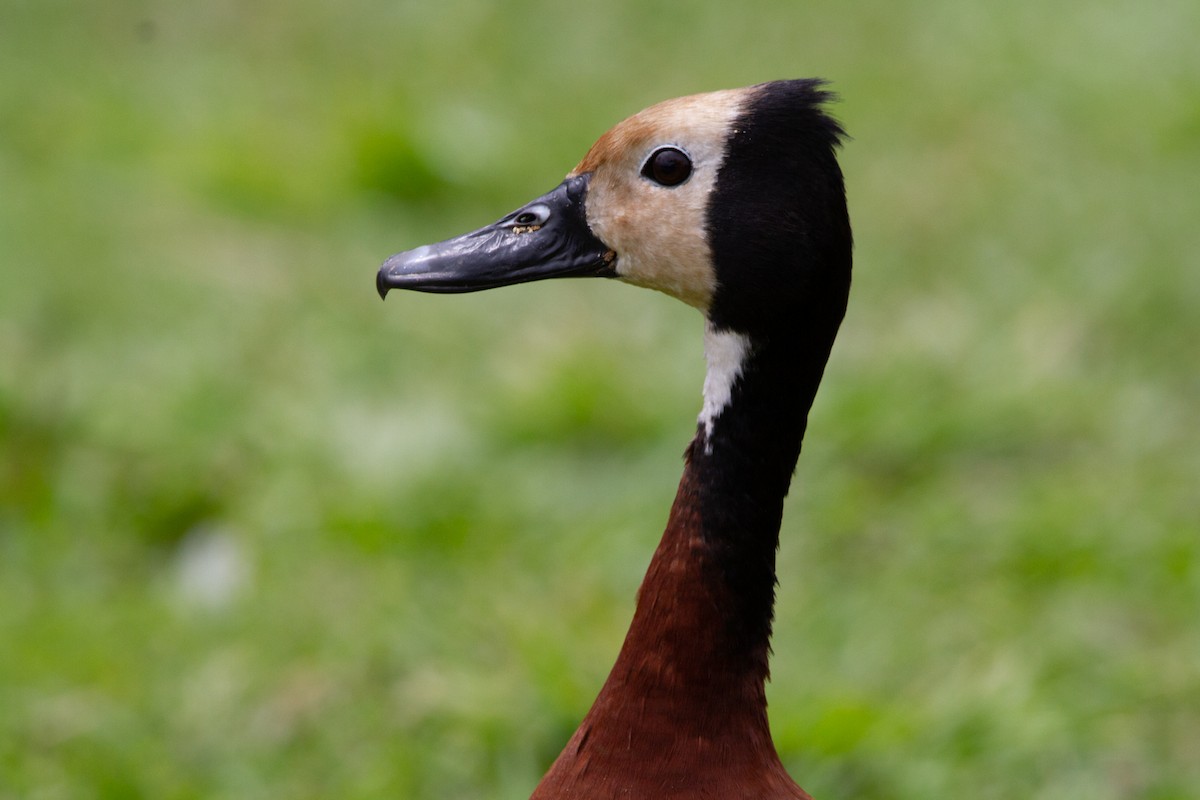 Dendrocygne veuf - ML509517171