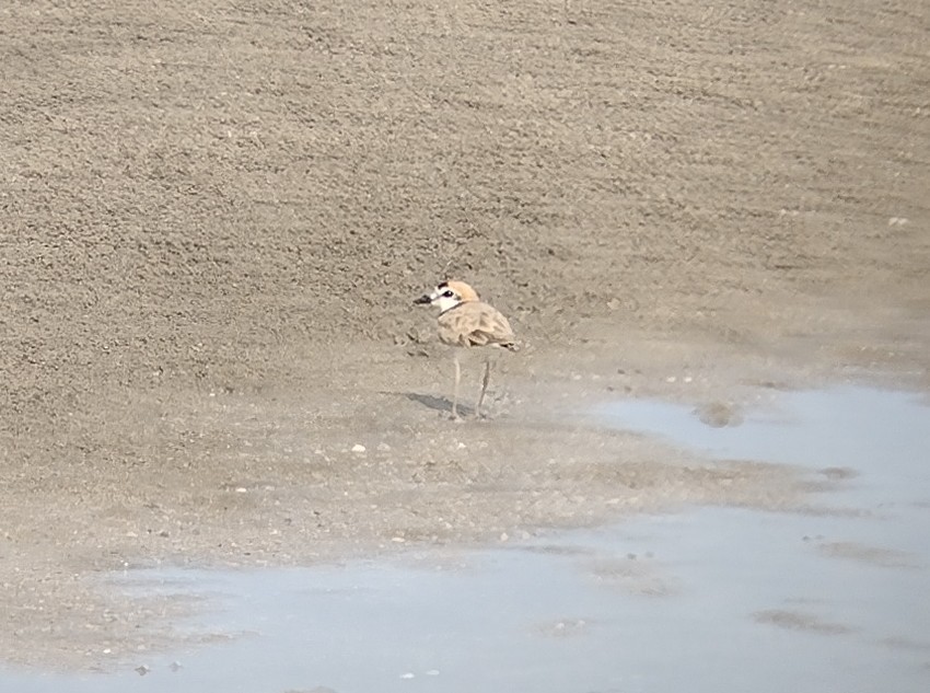 Malaysian Plover - ML509517251