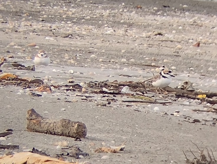 Malaysian Plover - ML509517341