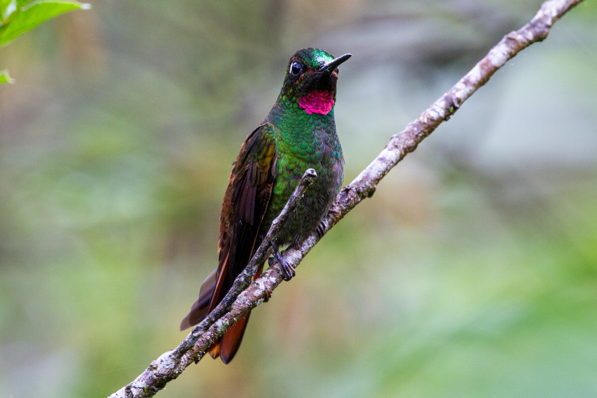 kolibřík brazilský - ML509517381