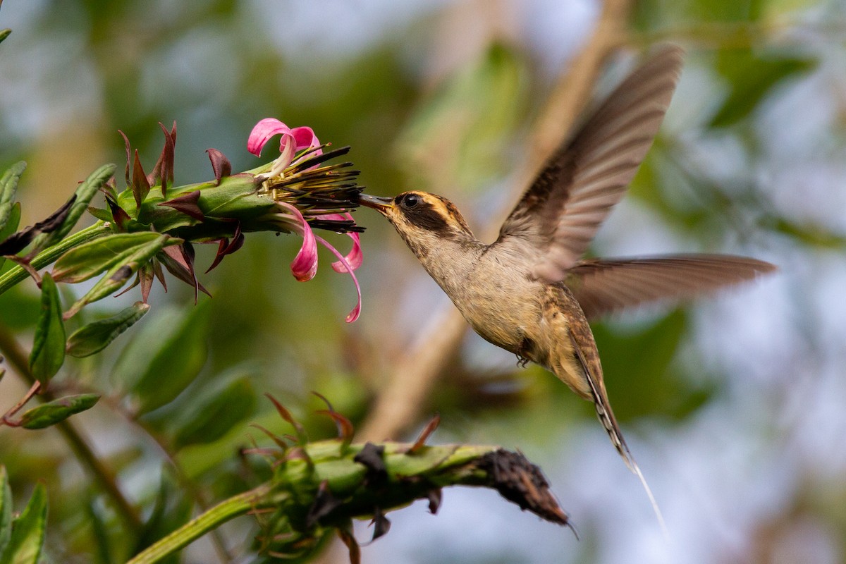 kolibřík šupinkohrdlý - ML509517821