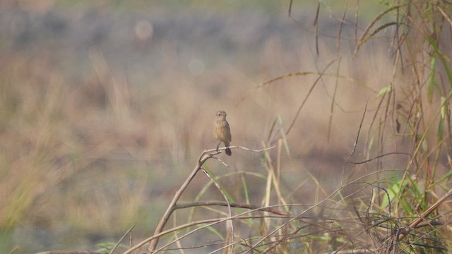 Pied Bushchat - ML509518981