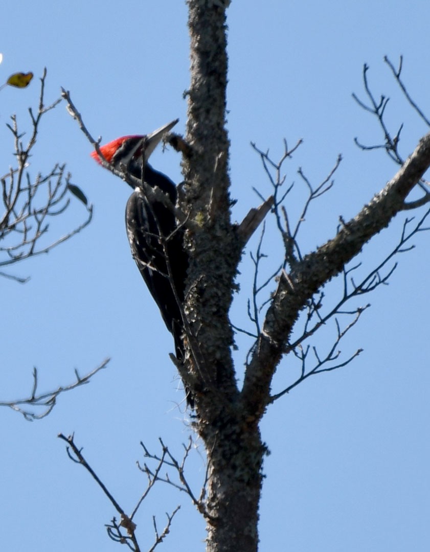 Pileated Woodpecker - ML509519631