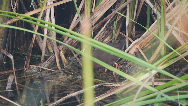 Ruddy-breasted Crake - ML509519871