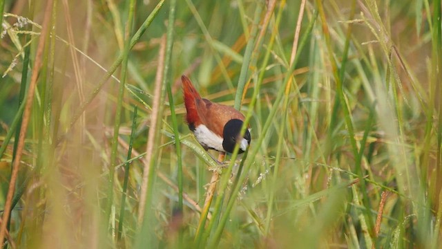Tricolored Munia - ML509521031