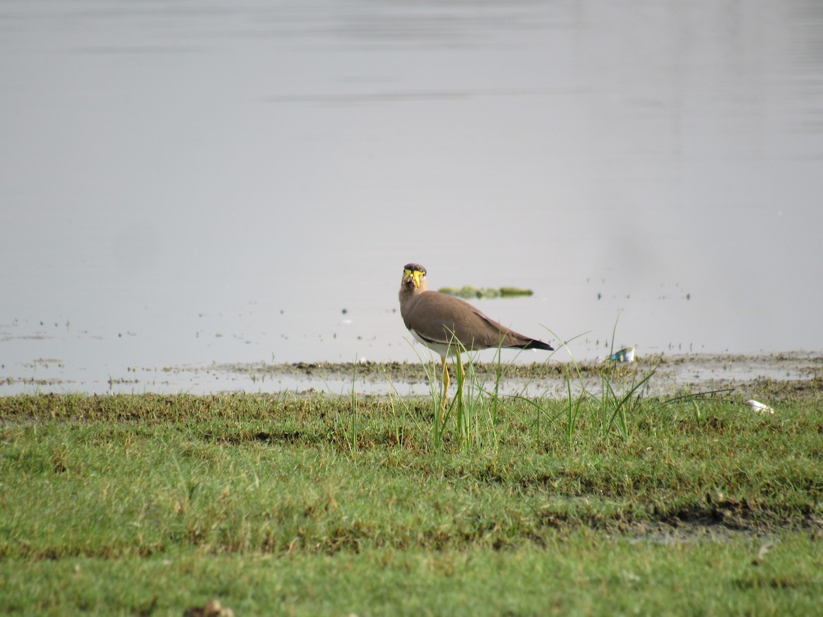 Yellow-wattled Lapwing - ML509521201