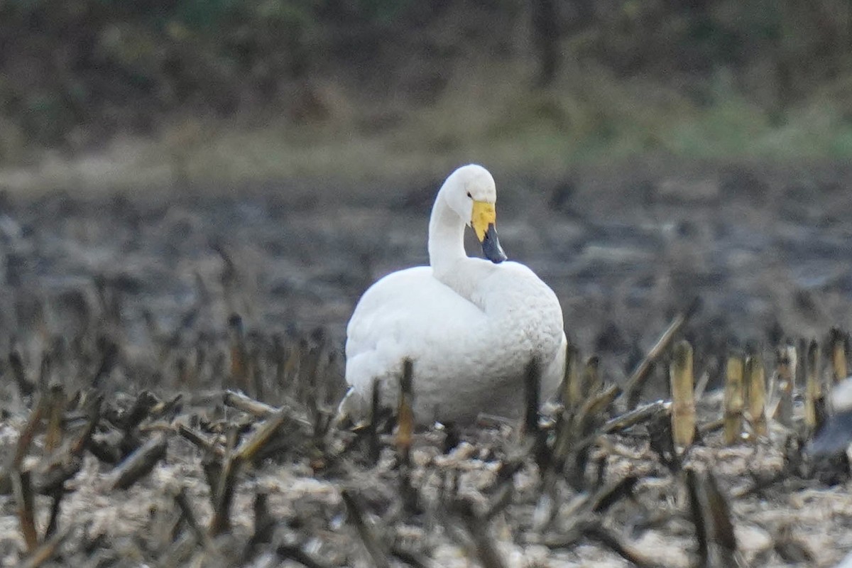 Whooper Swan - ML509521511