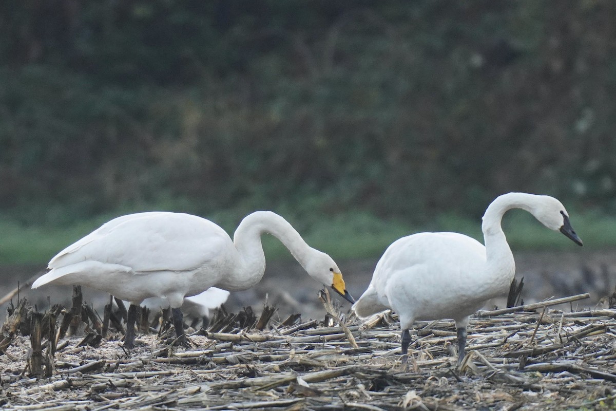 Whooper Swan - ML509521681